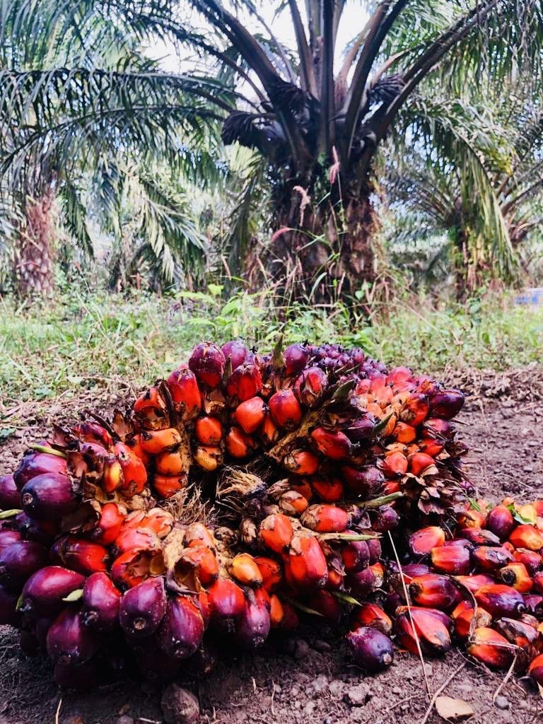 red palm fruit