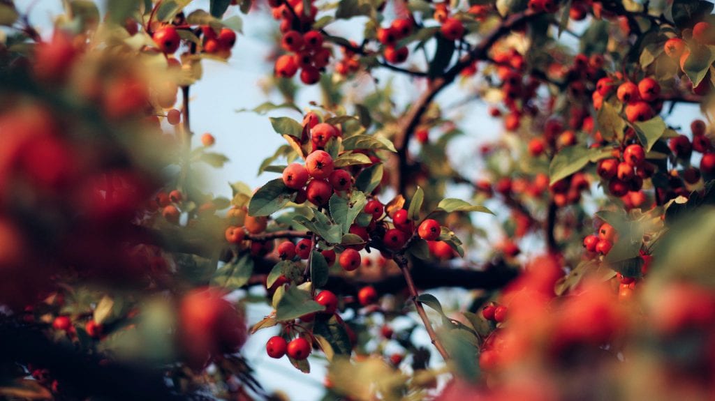 rosehips on a branch with blue sky in the background