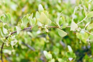 jojoba plant