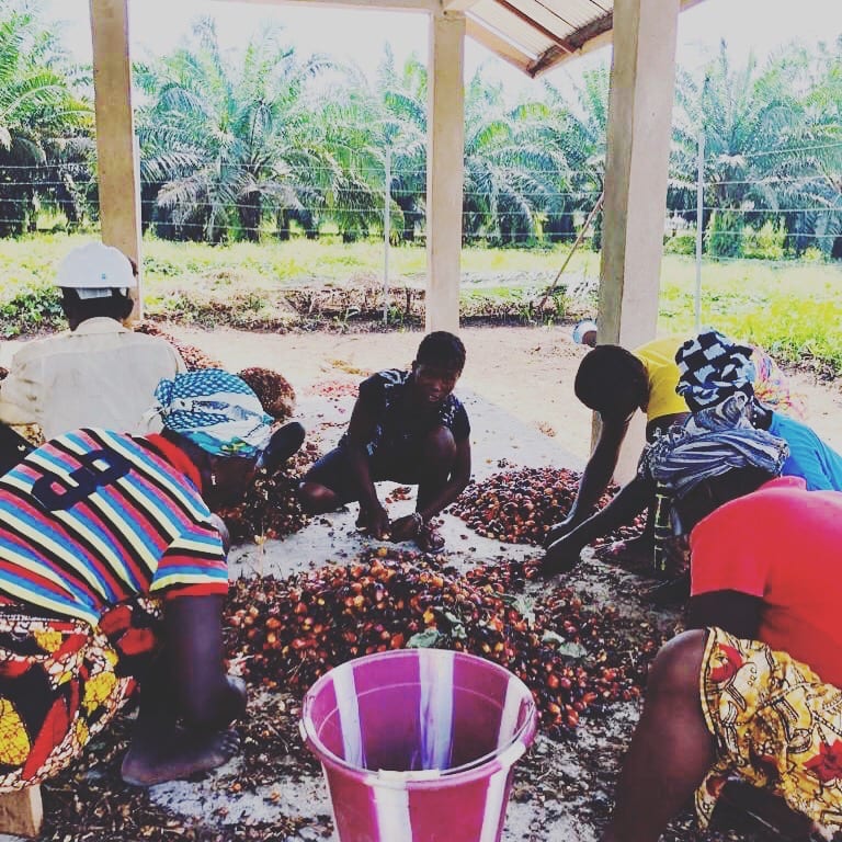 women picking palm fruit