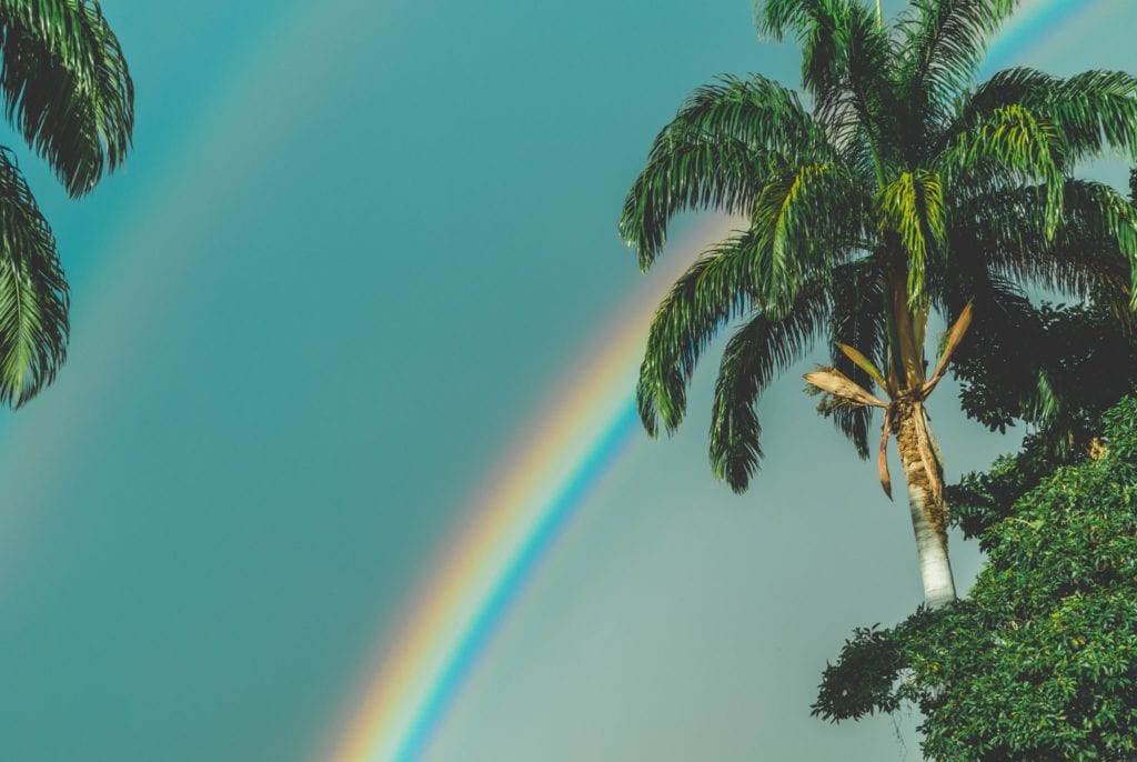rainbow and palm tree