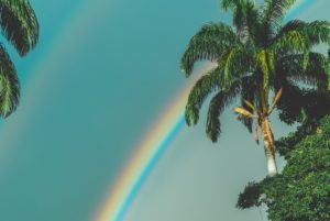 rainbow and palm tree
