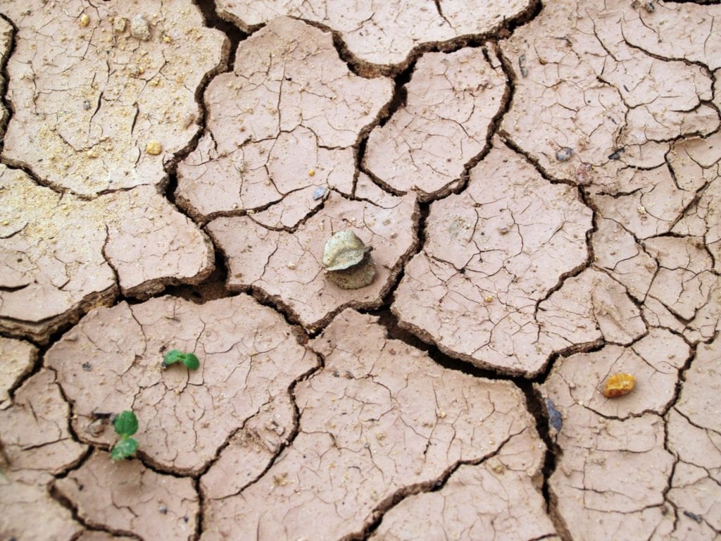 dry ground with a few plants