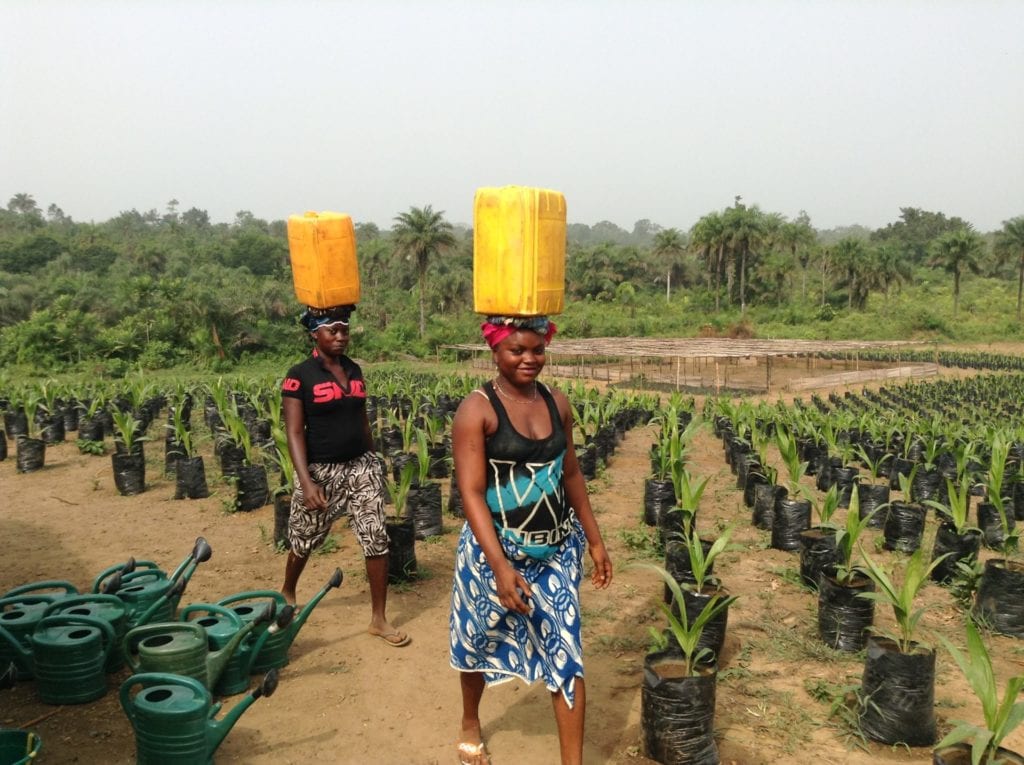 West African WOMEN CARRYING PALM ON THEIR HEADS
