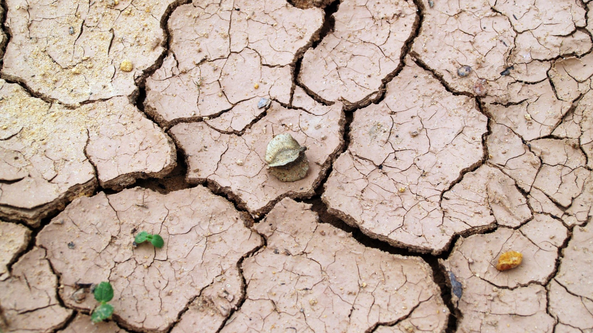 dry ground with a few plants