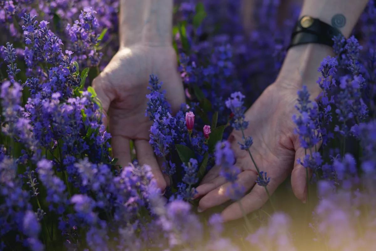 hands in lavender