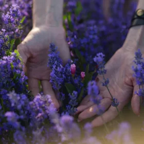 hands in lavender