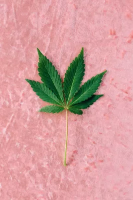 hemp leaf