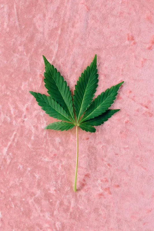 hemp leaf